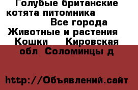 Голубые британские котята питомника Silvery Snow. - Все города Животные и растения » Кошки   . Кировская обл.,Соломинцы д.